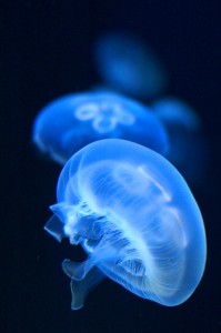 acuarios_grecia Medusas en el acuario de Creta, Grecia (Foto Flickr de Paterdimakis)