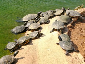 zoo_atenas Tortugas en el zoológico de Atenas, en Spata (Foto Flickr de Constantina*)